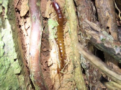 Scolopendra alternans