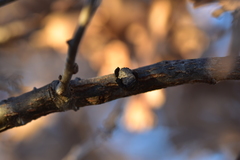 Andricus truncicolus