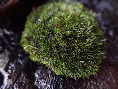 Schistidium maritimum