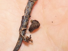 Pyrgodesmidae
