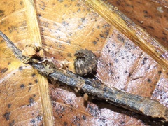Pyrgodesmidae