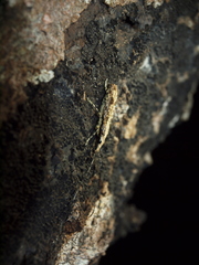 Ptychoderes nebulosus