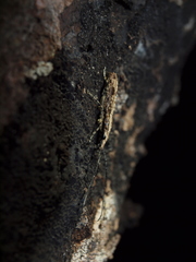 Ptychoderes nebulosus
