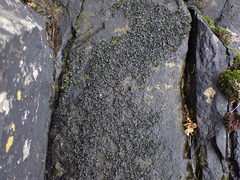 Blennothallia fecunda