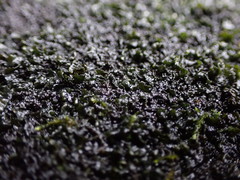 Blennothallia fecunda