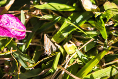 Rubroserrata mathewi