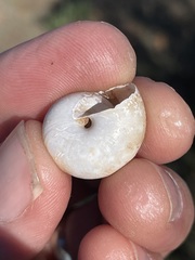 Helminthoglypta tudiculata
