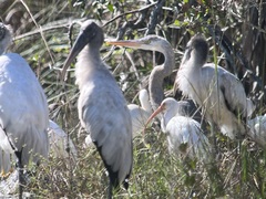 Ardea herodias occidentalis × wardi