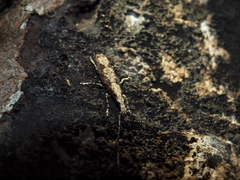 Ptychoderes nebulosus