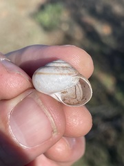 Helminthoglypta tudiculata