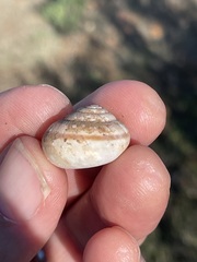 Helminthoglypta tudiculata