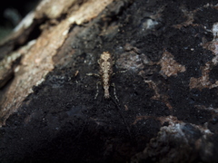 Ptychoderes nebulosus