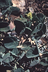 Abutilon leucopetalum