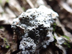 Thelotrema