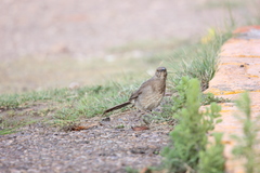 Toxostoma curvirostre