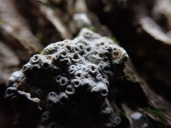 Thelotrema