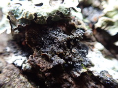 Fuscopannaria leucostictoides