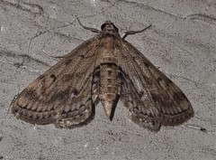 Parapoynx crisonalis