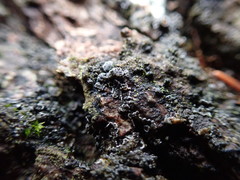 Fuscopannaria leucostictoides