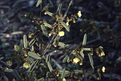 Sida calyxhymenia