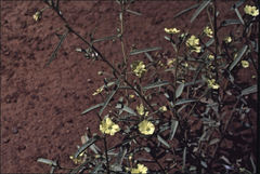 Sida calyxhymenia