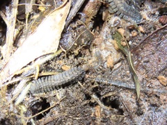 Pyrgodesmidae