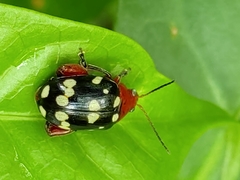 Blepharida