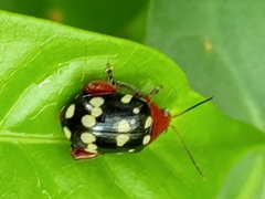 Blepharida