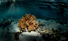 Gymnothorax annasona