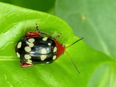 Blepharida