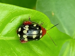 Blepharida