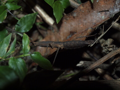 Eurycanthini