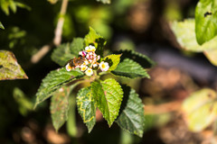 Palpada mexicana