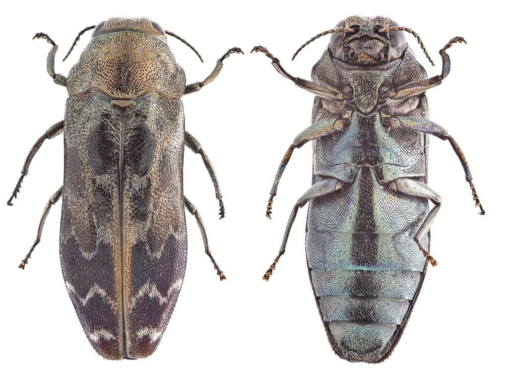 Coraebus undatus