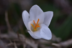 Crocus weldenii