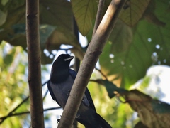 Cyanocorax violaceus