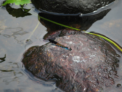 Heliocypha perforata