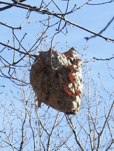 Bald-faced hornet