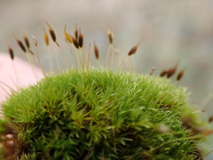 Hymenoloma crispulum