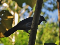 Cyanocorax violaceus