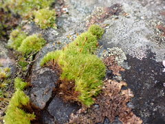 Hymenoloma crispulum