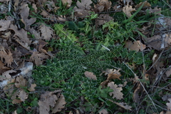 Carduus nutans micropterus