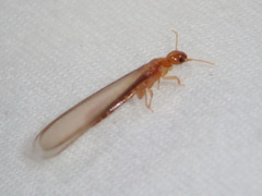 Incisitermes snyderi