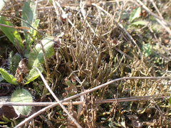 Cladonia rei