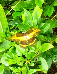 Heraclides homothoas