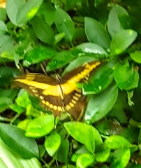 Heraclides homothoas