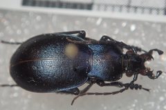 Carabus convexus gracilior