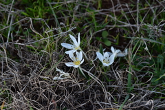 Colchicum hungaricum