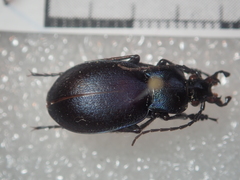 Carabus convexus gracilior