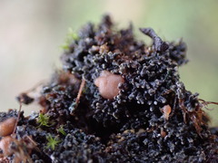 Fuscopannaria maritima